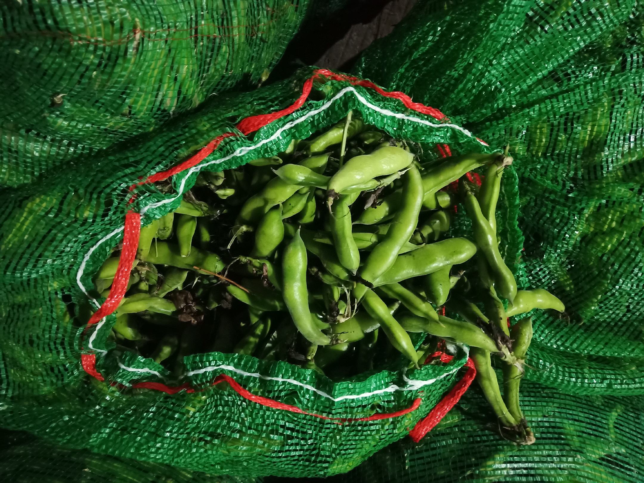 绿心蚕豆产品包装展示