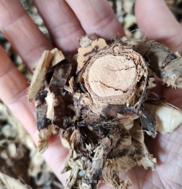 大山中草药材金雀根金雀儿根白心皮阳雀花根板参