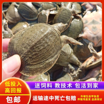 日本鳖小甲鱼苗100只精挑甲鱼苗全国批发量大从优