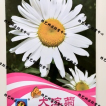 菊花种子大滨菊春秋播多年生耐寒耐阴芳盆栽庭院绿化花卉种子
