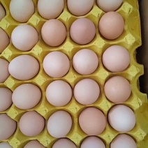 土鸡蛋炒出来蒸出来煎出来金黄养殖场直供稳定供应