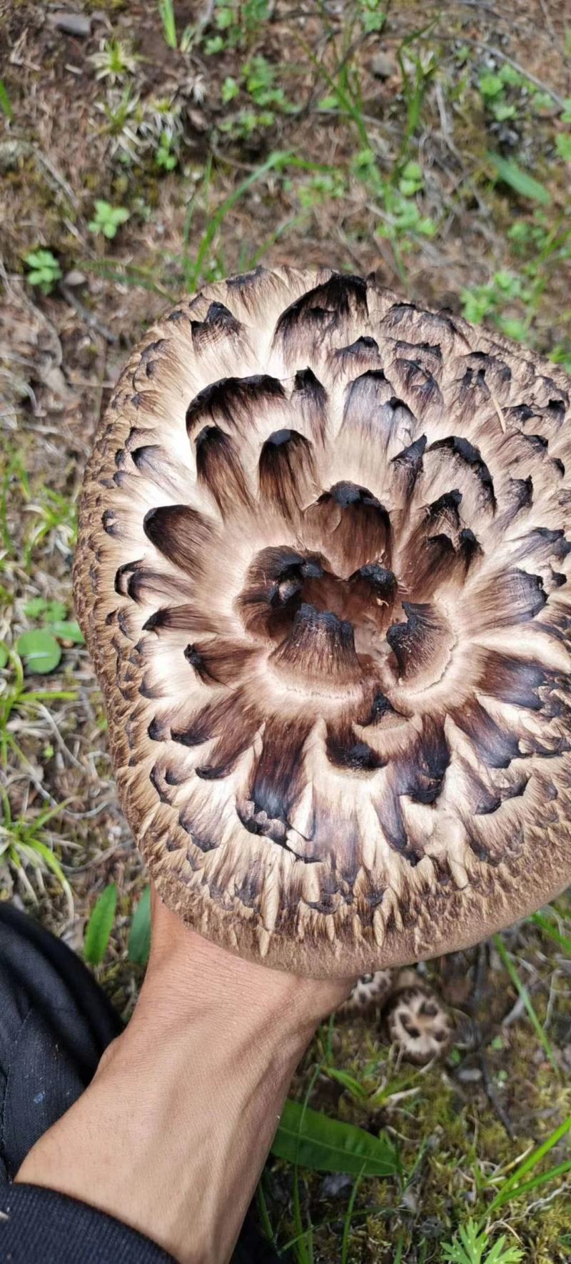 西藏章子菌(虎掌菌)