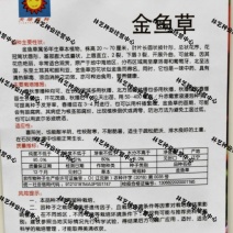 金鱼草种子多年生室内阳台庭院盆栽花卉种子花籽易种
