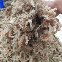 水苔