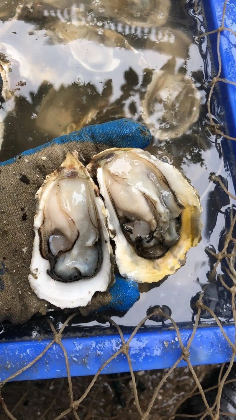 [生蚝批发]福建漳州诏安县生蚝 1.