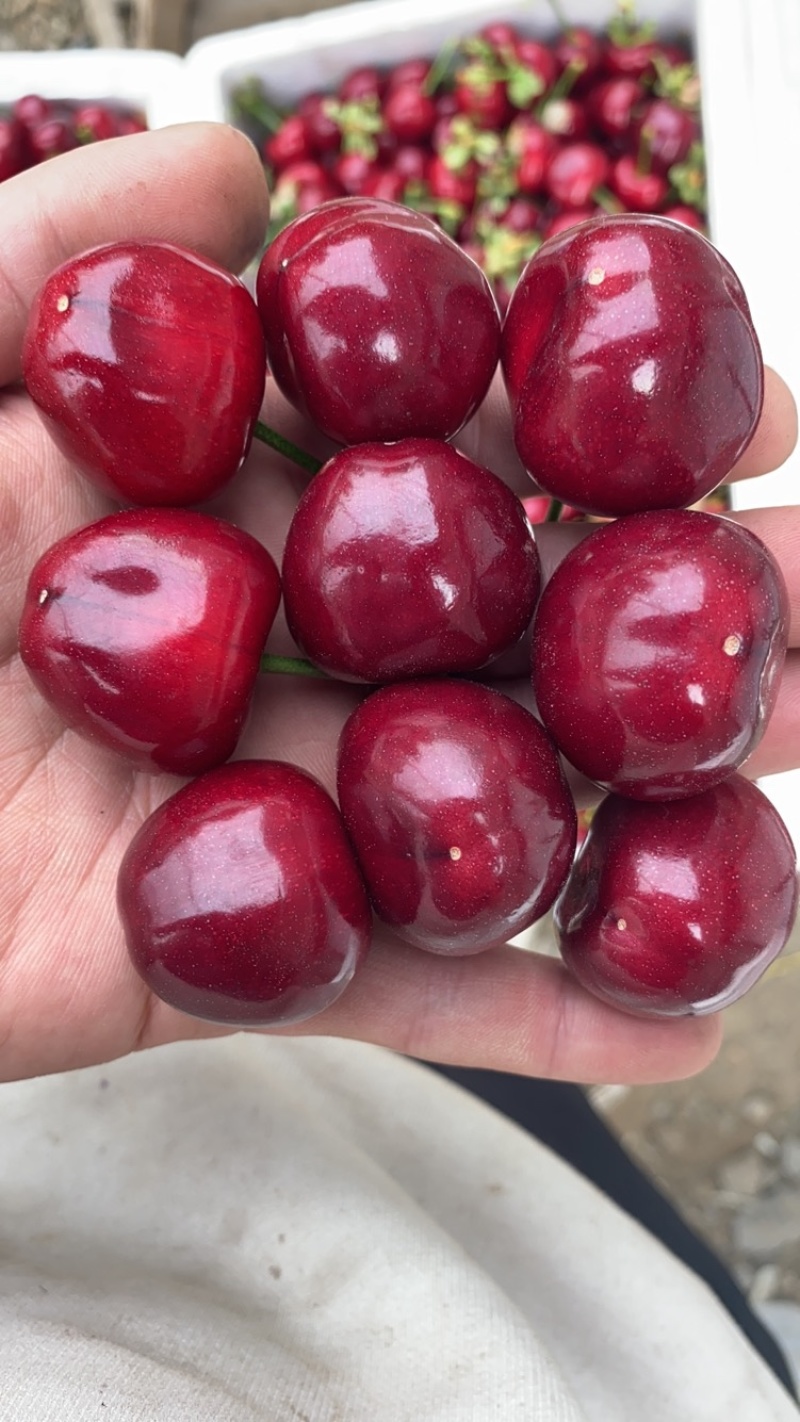 大连瓦房店樱桃