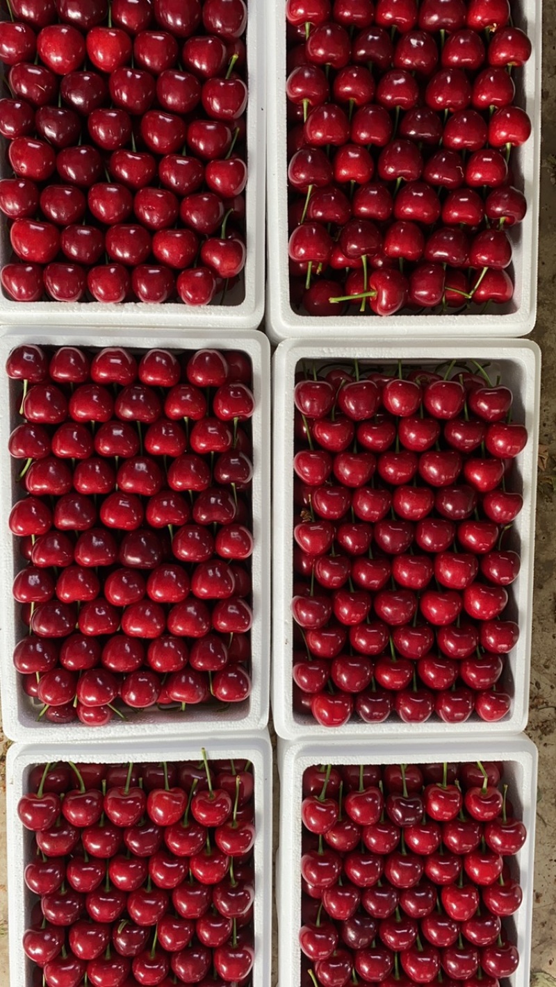 大连瓦房店樱桃