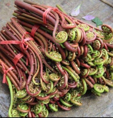 贵州新品月亮苔红蕨菜