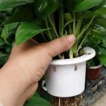 水培绿萝
