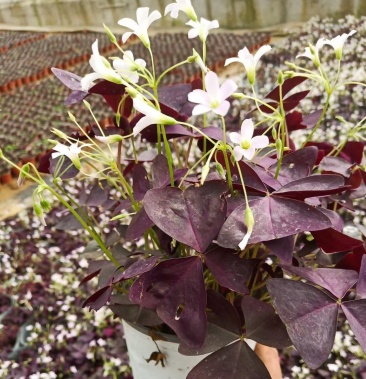 醡醬草紅花炸醬草紫葉醡醬草基地大量供應誠信經