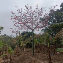 福建省漳州市供应绿化庭院设计，美丽异木棉，产地直销价大小