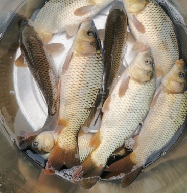[鳞鲤批发]鳞鲤价格6.80元/斤 - 一亩田