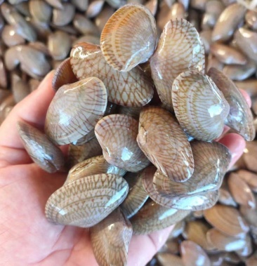 [花蛤批发]本港花甲螺(油螺)长期供应货源稳定,欢迎各位老板咨询合作