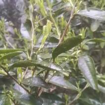 茶树