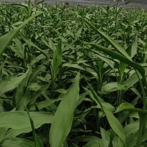 富贵竹，红竹蕉，基地直发，现采现发