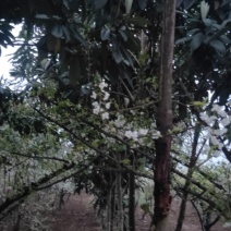 枇杷树
