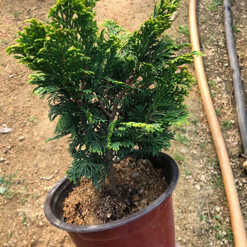 [批发]孔雀柏金边柏室内盆栽盆景素材四季常绿基地直发价格25.