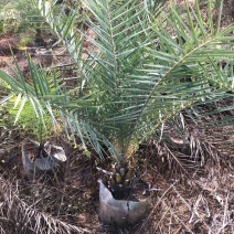 盆栽加拿利海枣树苗庭院植物四季常青乔木棕榈园林绿化景观