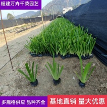 鸢尾鸢尾批发燕尾水生植物绿化地被
