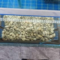 大量针对西藏自治区大型水产海鲜牛蛙甲鱼批发