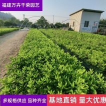 毛杜鹃批发福建批发毛杜鹃绿化地被毛杜鹃袋苗