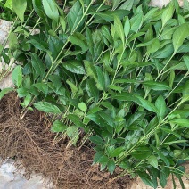 草珊瑚苗清香室内绿植家里宿舍新房除臭味四季常青