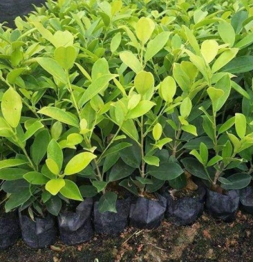 黄金榕苗盆栽黄心榕黄叶榕行道园景绿篱树庭院绿植花卉