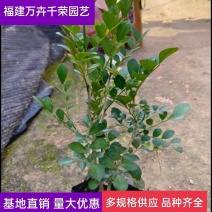 七里香九里香七里香地被绿化苗木漳州批发七里香袋苗