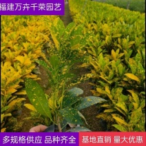 洒金变叶木洒金珊瑚变叶木黄点绿化地被产地批发