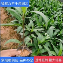 紫花芦莉翠芦莉大量供应芦莉紫花翠芦莉价格