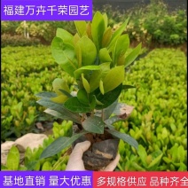 龙船花大叶龙船花仙丹袋苗绿化苗木基地批发