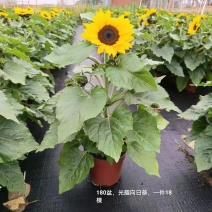 180#光耀向日葵一箱18棵9.5/盆多花苞叶水好基地发
