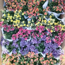 140#龙面花7.5元盛花期冠幅大非常漂亮非好养夏天阳花