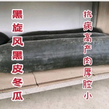 广东铁心冬瓜黑旋风黑皮冬瓜种子皮滑沟浅腔小肉厚
