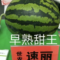 速丽甜王种子大型含糖量高易坐果抗病抗裂产量高耐低温