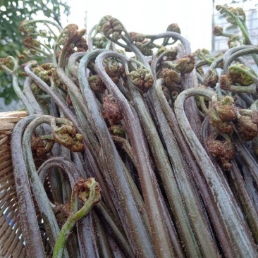 贵州野生蕨菜,新鲜现摘发货,包邮到家