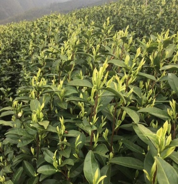 [黄金芽批发]安吉正宗白茶,黄金叶,黄金芽价格800.00元/斤 - 一亩田