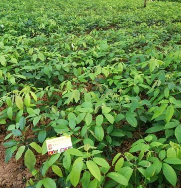 [九月黄苗批发]九月黄苗价格6.00元/棵 - 一亩田