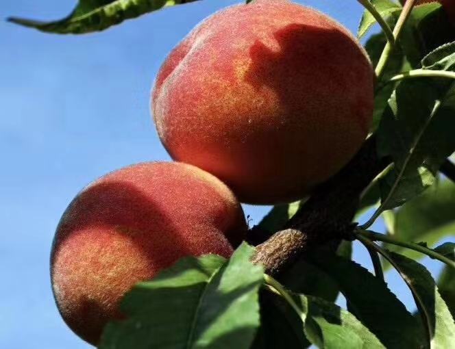 古代神话中的蟠桃场景