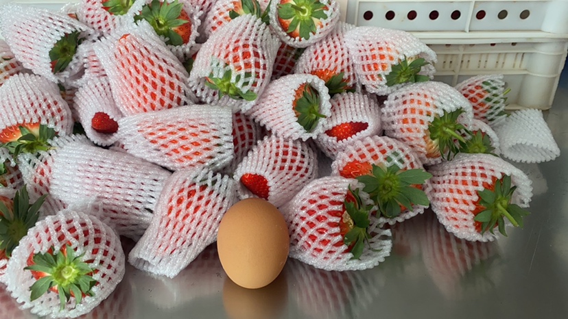 健康碱性饮食组合摆拍:新鲜草莓作为核心碱性水果,搭配其他高钾蔬菜与种子,体现科学膳食结构,色调清新自然,强调可执行性 草莓与碱性饮食搭配示意图:白瓷盘中盛放洗净草莓(15颗)、一小把菠菜、半根黄瓜、一勺南瓜籽,背景为木质餐桌,自然光,整体清新健康风格