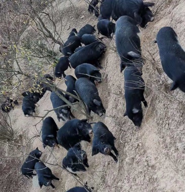 中华山生态养殖基地常年出售藏香猪小猪仔