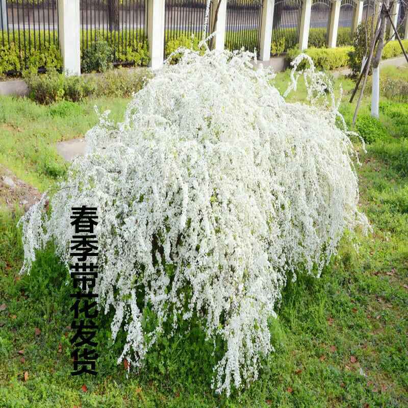 [雪柳批发]江苏淮安涟水县雪柳 55.00元/棵喷雪花盆栽冬季耐 _ 一亩田