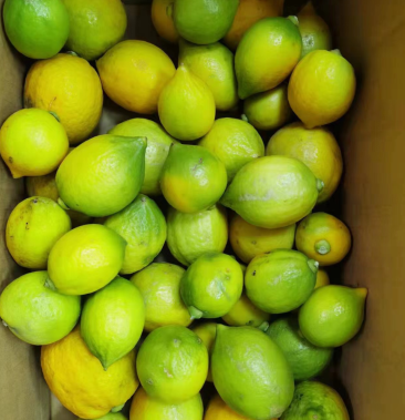 无籽香水柠檬青黄果