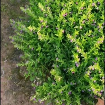绿化地被