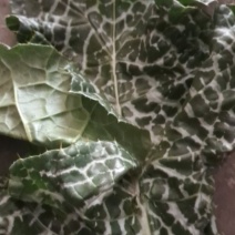 草药