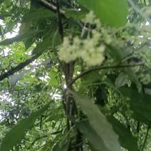 地苦胆种子，待预售期间。