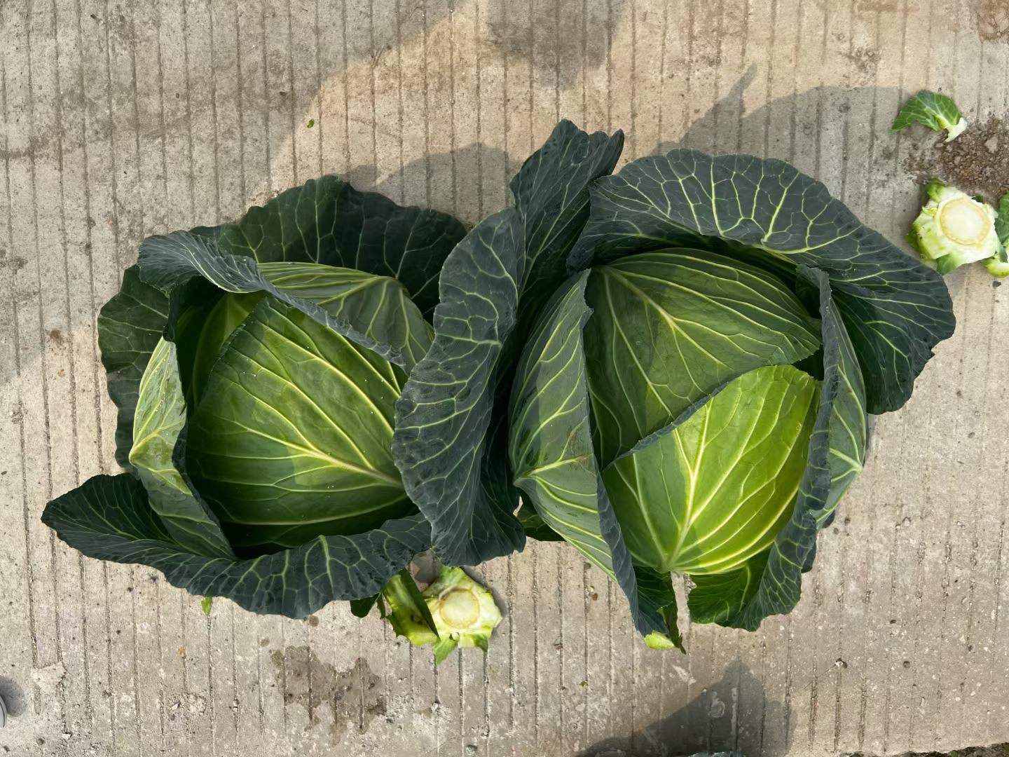 厨房台面上摆放两个切开的包菜横截面,左侧为扁包菜,可见叶层较薄、排列松散、中心柱短小;右侧为圆包菜,叶层厚实、包裹紧密、中心柱明显突出。刀具置于旁边,背景为中式灶台 厨房中切开的扁包菜与圆包菜横截面对比
