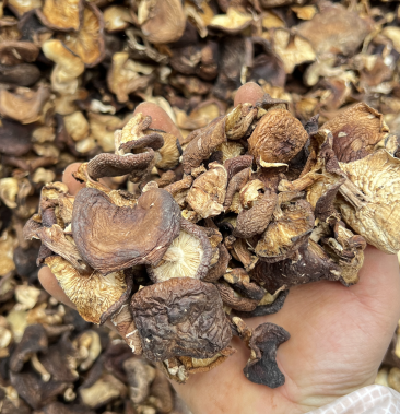 野生香菇干香菇香菇