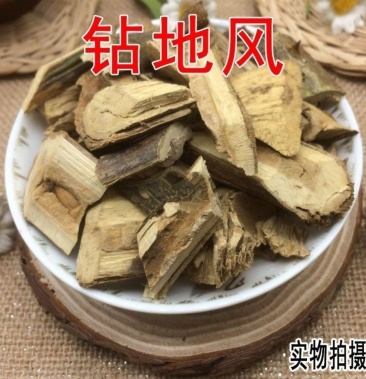 云南野生中药材钻地风优质正品500g起发