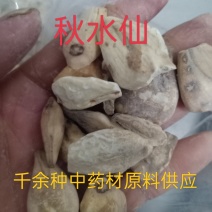 中药材秋水仙正品质量保证经营各种中药欢迎咨询选购！